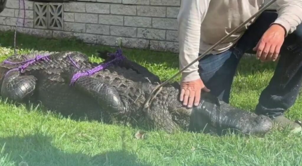 A "Dangerous" Alligator Killed The 85-Year-Old Grandmother, Family Sues